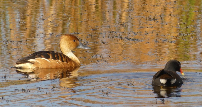 Fulvous Whistling Duck