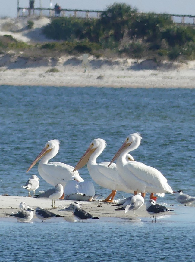 White Pelican