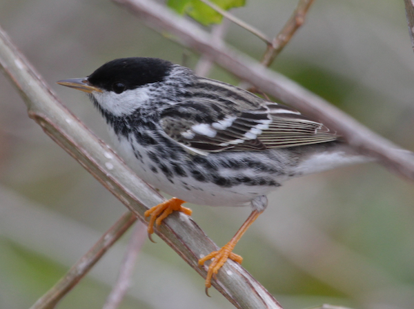 Blackpoll Warbler