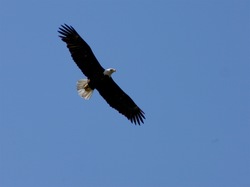 Eagle