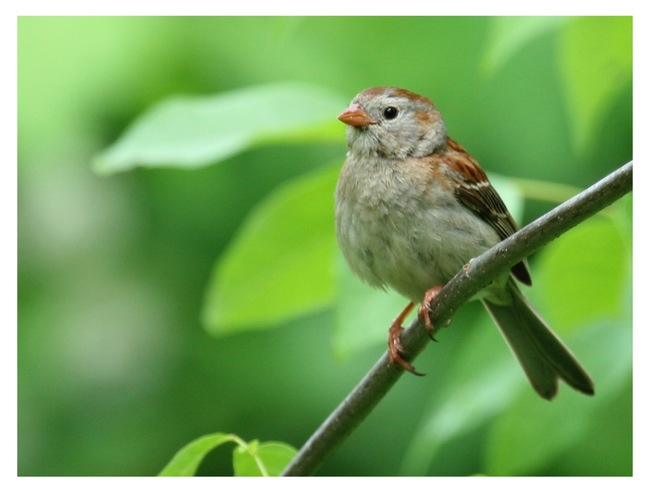 Field Sparrow