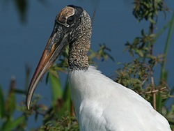 WoodStork