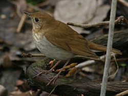 Veery