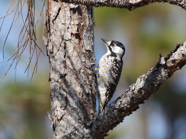 Red-cockaded Woodpecker