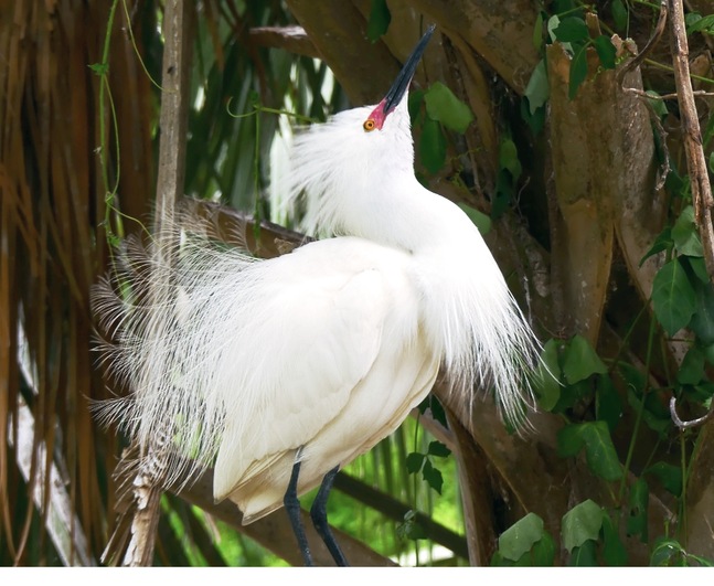 Snowy Egret