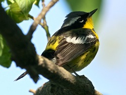 Magnolia Warbler