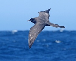 Pomarine Jaeger