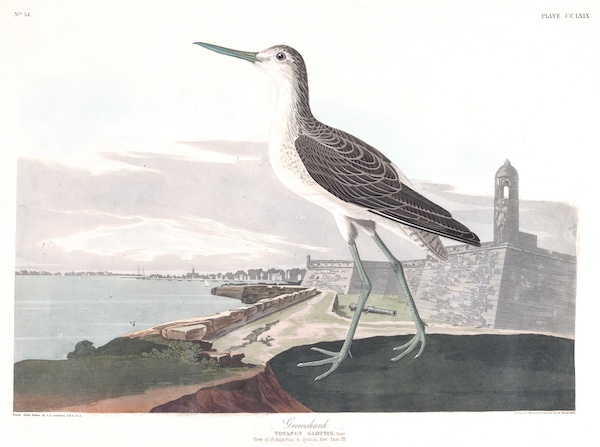 Greenshank