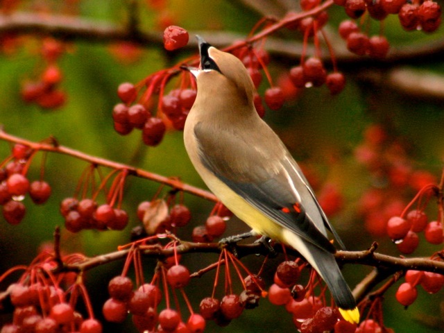 Cedar Waxwing